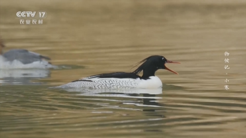 《乡土中国》 20260105 物候记·小寒