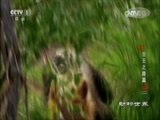 动物世界 《动物世界》 20170816 兽王之路篇（二）