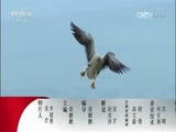 动物世界 《动物世界》 20170704 当鳄鱼爱上旅行