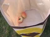 小小智慧树 《小小智慧树》 20160531