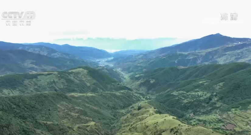 三农群英汇 《三农群英汇》 20201027 高山牧歌