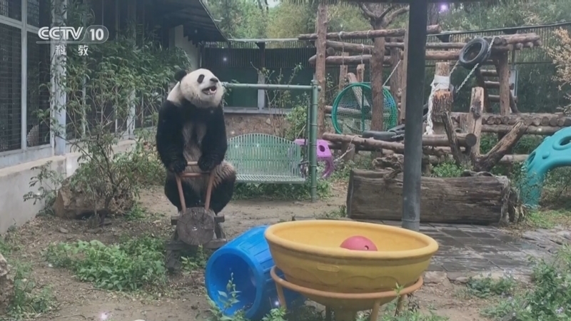 解码科技史 《解码科技史》 20250716 守护大熊猫