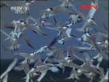 动物世界 《动物世界》 20110922