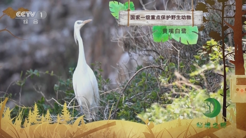 秘境之眼 《秘境之眼》 黄嘴白鹭 20230702