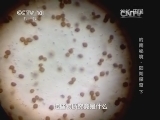 地理中国 《地理中国》 20140729 岭南秘境——阳朔探奇（下）