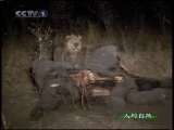 人与自然 原生故事 暗夜雄狮（上）