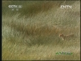 人与自然 《人与自然》 20130427 猎豹妈妈传奇（上）