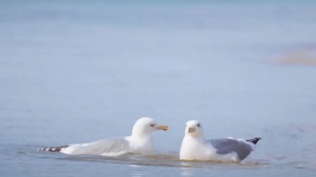 候鸟的旅行箱 芒种