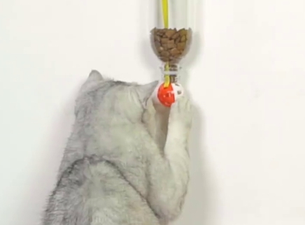 举起爪儿来 猫咪自助喂食器