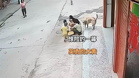 品人生百味第二季 一只疯狗突然扑咬小男孩，大黄狗及时扑过去相救，把疯狗赶走