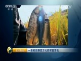 生财有道 《生财有道》 20150914 一亩稻田赚四万元的财富玄机