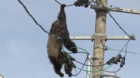 聊斋怪谈 实拍：黑猩猩爬上街头电线杆 差点没掉下来摔死！