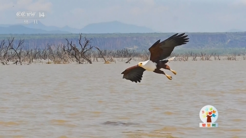 《智慧树》 20260414