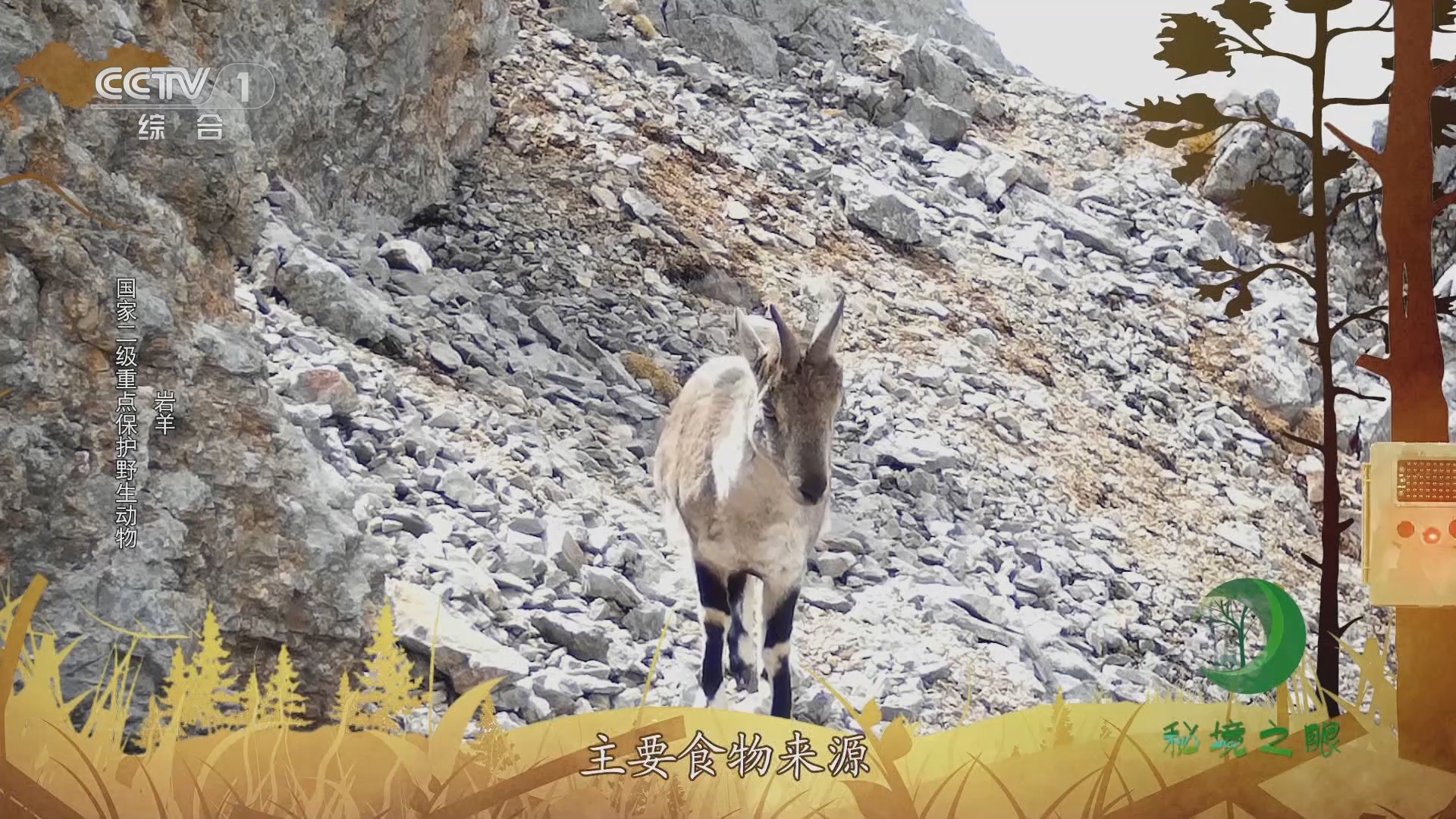 秘境之眼 《秘境之眼》 岩羊/狼/雪豹 20231119