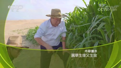走近科学 《走近科学》 20190401 菌草生绿又生金