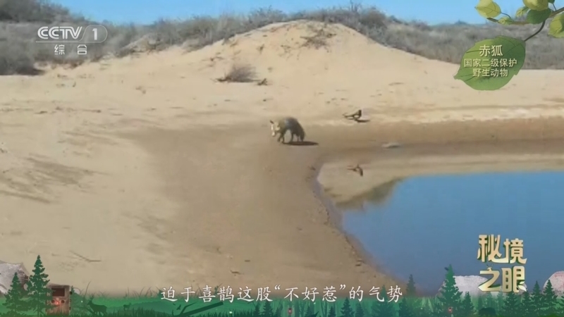 《秘境之眼》 赤狐 20260223