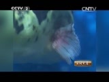 生财有道 《生财有道》 20150422 一条鱼和一个人的传奇