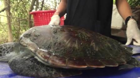 濒临绝种绿蠵龟食塑料垃圾惨死