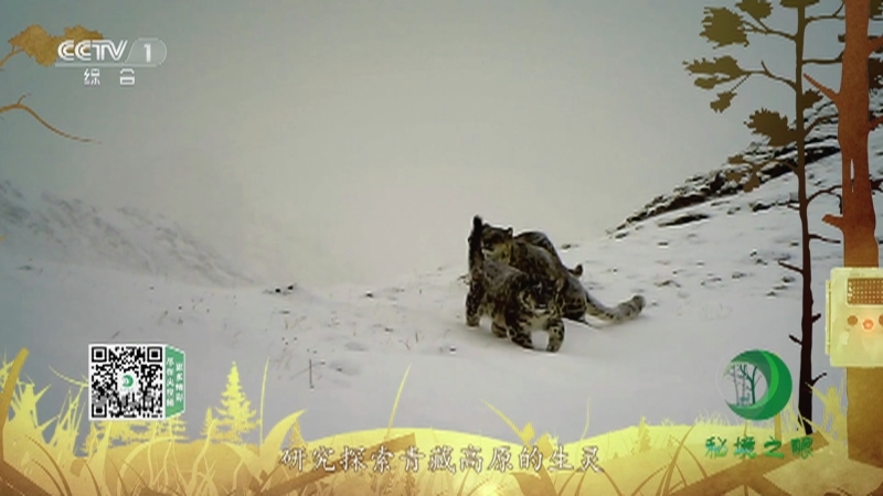 秘境之眼 《秘境之眼》 普氏原羚/雪豹/野牦牛 20230330