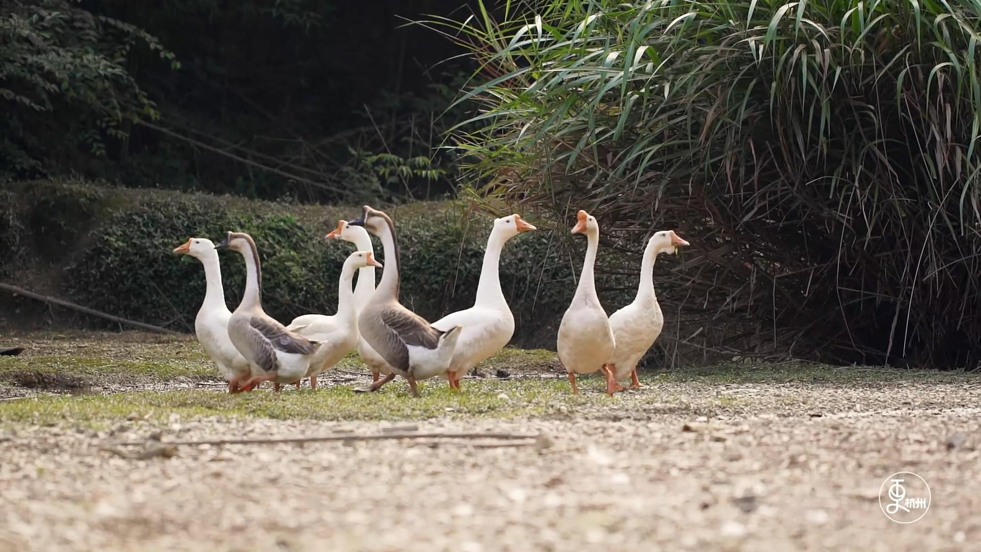 更杭州 懒觉、游泳、有机菜、听音乐，这就是猪的生活