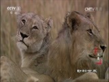 动物世界 《动物世界》 20170410 无畏