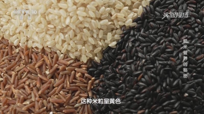 实验现场 《实验现场》 20221023 糙米营养的秘密