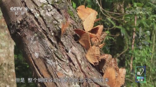 《看夏天》 化蝶