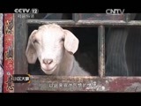 小区大事 《小区大事》 20150704 我该不该和植物人妻子离婚