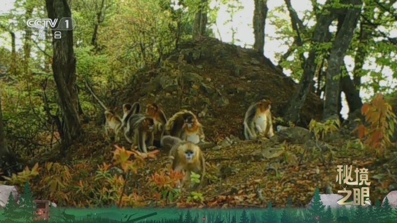 《秘境之眼》 川金丝猴 20260316