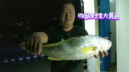 南澳岛赶海日记 出海网鱼，捕到海里“软黄金”全身金灿灿，可称上鱼王，卖小几千