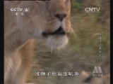 动物世界 《世界纪录电影长廊》 20140224 动物世界：大猫日记系列七（5）