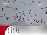 动物世界 《动物世界》 20171221 与非洲狮的亲密接触