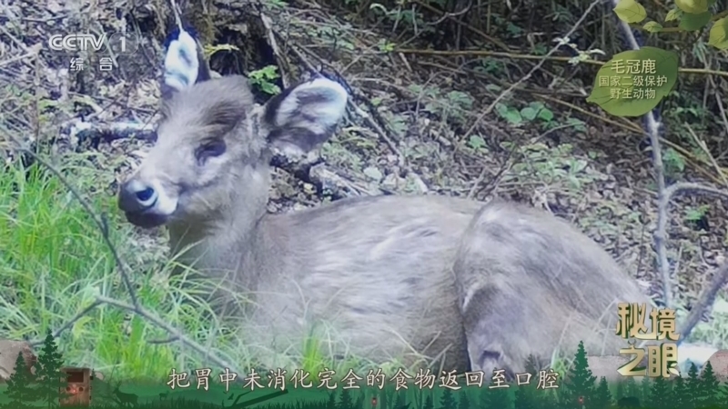 《秘境之眼》 毛冠鹿 20260326