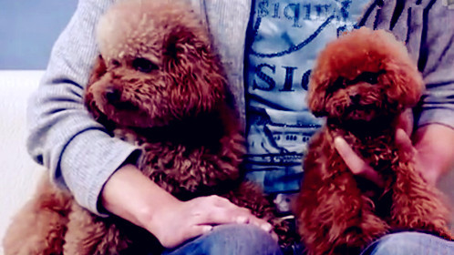 狗狗需要多才多艺吗？