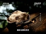 地理中国 《地理中国》 20160301 寻乌“仙草”