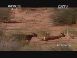 动物世界 《动物世界》 20140112 猎豹之危情时速（上）