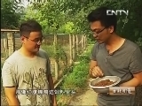生财有道 《生财有道》 20130829 鹤立鸡群 生财有道（下）