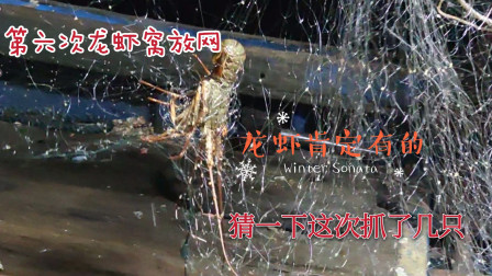 南澳岛赶海日记 第六次在龙虾窝放网，你猜这次捕到多少？