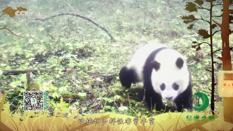 秘境之眼 《秘境之眼》 大熊猫 20220320