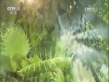 人与自然 《人与自然》 20161230 大堡礁—大自然的奇迹（上）