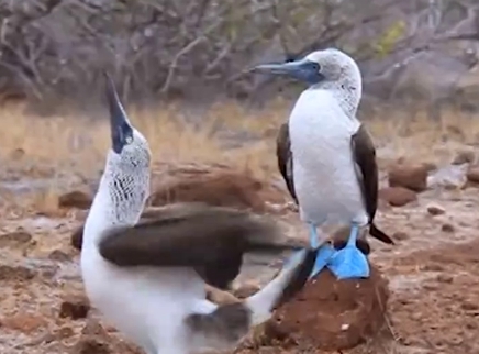蓝脚鲣鸟求偶N连惨遭拒