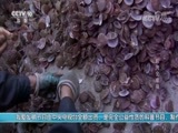 我爱发明 《我爱发明》 20170913 脱壳全家福