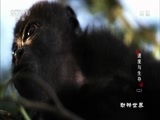 动物世界 《动物世界》 20180418 速度与生存（二）