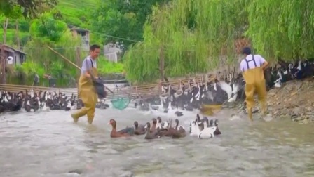 与梦想合拍 好山好水养好鸭