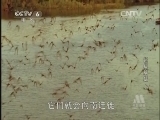 动物世界 《世界纪录电影长廊》 20140721 动物世界：超级蝙蝠 上