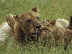 野蛮王国 第三季（SAVAGE KINGDOM -03）第1集：黎明前的黑暗