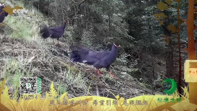 秘境之眼 《秘境之眼》 蓝马鸡 20220904