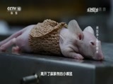 走近科学 《走近科学》 20160825 裸鼠身上移花接木