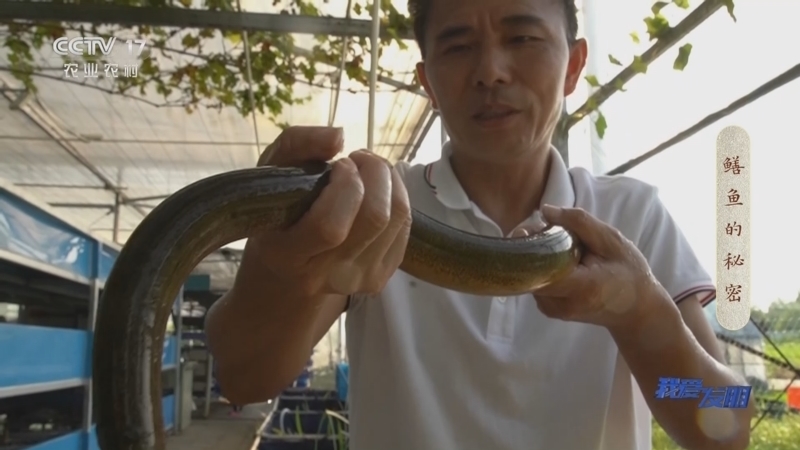 我爱发明 《我爱发明》 20230105 鳝鱼的秘密