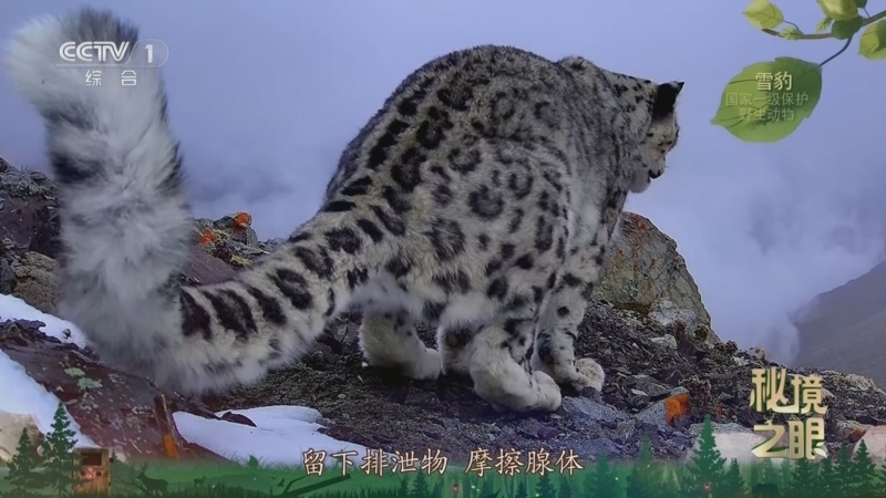 秘境之眼 《秘境之眼》 雪豹 20250919